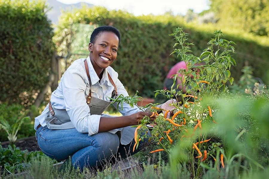 Portrait of mature woman picking vegetable from backyard garden.